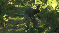 Remata oficialmente a vendima en Galicia coas últimas uvas recollidas en Valdeorras