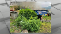 Intervidas cinco plantacións de marihuana na provincia de Pontevedra