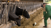 Os gandeiros ven con optimismo a sentenza que condena as industrias lácteas por pactar os prezos