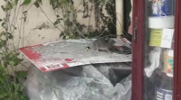 A maleza e as ratas invaden a casa dun veciño de Lugo