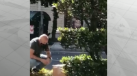 Un comerciante de Lugo recolle un grande enxame de abellas en plena rúa