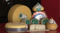 Cabuxa, primeiro queixo galego de cabras de raza suíza