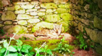 Atopan un lobo descansando dentro dunha casa en Cuntis