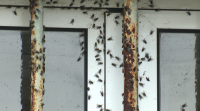 Unha praga de moscas instálase en varias casas da zona do Val, en Narón