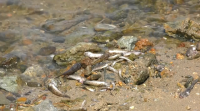 Murcia retira nunha semana 4,5 toneladas de peixes mortos das beiras no Mar Menor