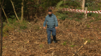 O xabaril estraga unha plantación de eucaliptos na Estrada