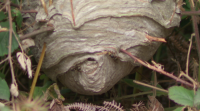 Os apicultores preparan a defensa invernal das colmeas fronte á velutina