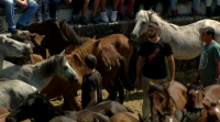 Celebrase en Sabucedo o Curro Solidario no último día da Rapa das Bestas