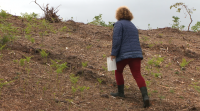 Unha veciña de Vilaboa denuncia o Concello por plantarlle árbores na súa leira sen permiso