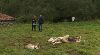 O lobo mata unha vaca e deixa outra ferida nunha explotación de Vilar de Barrio