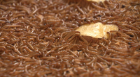 Unha granxa en Ponteareas cría vermes da fariña, o primeiro insecto aprobado pola UE para o consumo humano