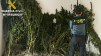 Comisan trinta e unha plantas de marihuana nos concellos de Mondariz e Salvaterra de Miño