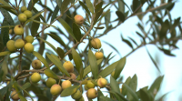 Na Estrada contan con minguas do 30% na colleita de oliva respecto ao ano pasado