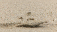 A presenza de piollos de mar causa alarma entre os bañistas da praia de Nerga, en Cangas