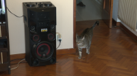 Unha gata de Lugo convértese nun fenónemo en Internet polas súas habilidades como disc-jóckey