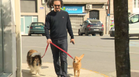 Limitan os paseos dos cans en Ponteareas