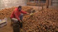 Os produtores de pataca de Coristanco cualifican a campaña de "excelente"