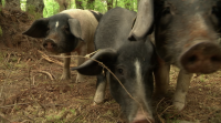 Porcos celtas en Osmo, a primeira aldea modelo galega