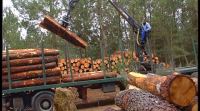 A Xunta revisa a política forestal para impulsar a industria madeireira