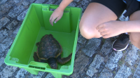 Devolven ao mar unha tartaruga que colle camiño de volta ao Caribe tras a súa reuperación