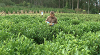 O primeiro té con certificación ecolóxica de Europa é producido en Galicia