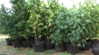 Deteñen un veciño do Saviñao con 260 plantas de marihuana nunha leira