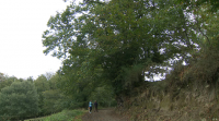 O castiñeiro enxertado máis antigo do sur de Europa atópase no concello ourensán dos Blancos