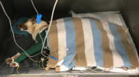 Morre a cadela maltratada por un cazador en Chantada