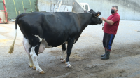 Perlita, a vaca que bate marcas: ata case cen litros de leite ao día