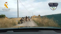 Fai o Camiño de Santiago con sete cabras, tres burros e un can