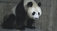 Nacen dous osos pandas xemelgos no zoo de Madrid