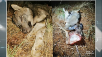 Investigan a morte dun lobo, supostamente a tiros, nun monte de Cualedro