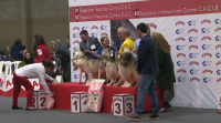 Lugo acolle un certame nacional canino de beleza e agility