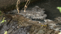 Denuncian verteduras de augas fecais no río Cabe, no centro de Monforte