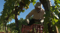 Comeza a vendima en Monterrei, coa previsión de recoller 5,6 millóns de quilos de uva