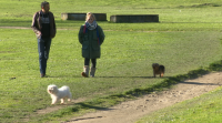 Lugo convértese na cidade galega que ten máis cans por habitante