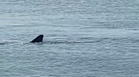 Un tiburón branco de cinco metros visita as augas do porto exterior da Coruña