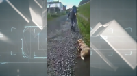 Investigado por malos tratos animais o home que lle disparou á súa cadela en Chantada