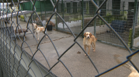 O intenso frío afecta os animais da protectora de Lugo