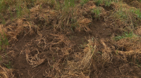 Denuncian os estragos do xabaril nos cultivos na Pobra do Brollón