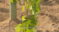 Altas temperaturas e treboadas poñen en alerta os viticultores do Ribeiro