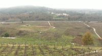 Plan estratéxico para que os viños do Ribeiro afronten o futuro