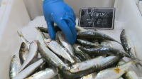 Que o peixe sexa sostible xa nos importa máis ca o seu prezo