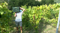 As adegas da Ribeira Sacra piden axudas para afrontar perdas dun 40%
