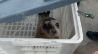 Embarca para ser liberado no Gran Sol o lobo mariño que fora rescatado en Valdoviño