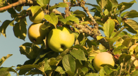 Os produtores de sidra da Estrada prevén recoller máis dun millón de quilos de mazá