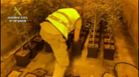 Desmantelan unha plantación de marihuana en Moraña