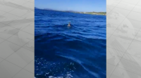 Un mergullador da navalla atopa un corzo nadando entre Lira e Carnota