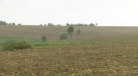Coren sementa as primeiras 50 hectáreas de cultivo de cereais ecolóxicos