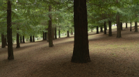 Piden protección para a fraga de sequoias de Poio, a máis grande de Europa